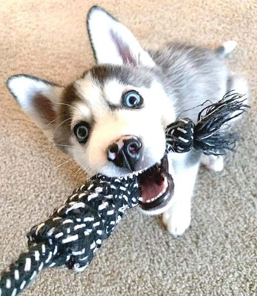 Sibiřský husky štěňata na prodej