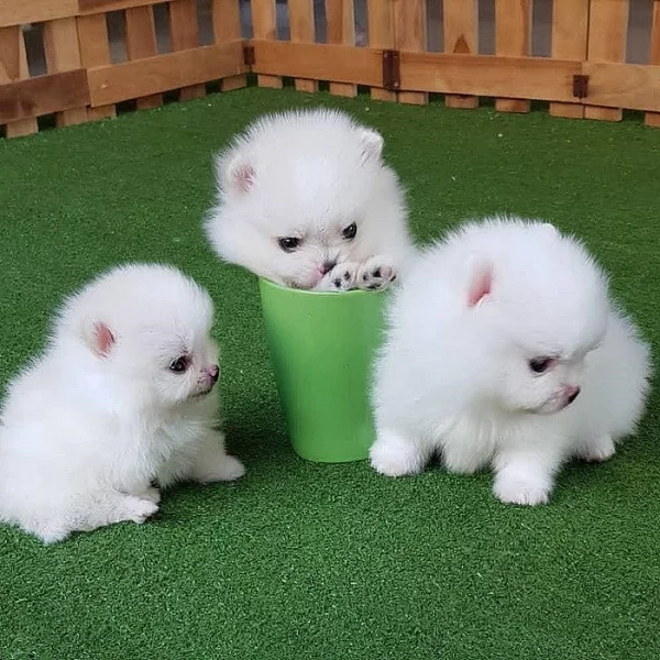 Pomeranian štěňata