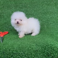 Pomeranian štěňata