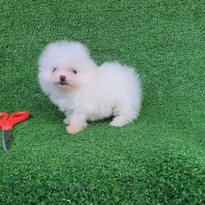 Pomeranian štěňata