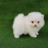 Pomeranian štěňata