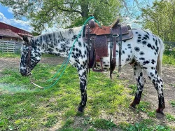HQ American Quarter Horse
