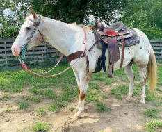 HQ American Quarter Horse