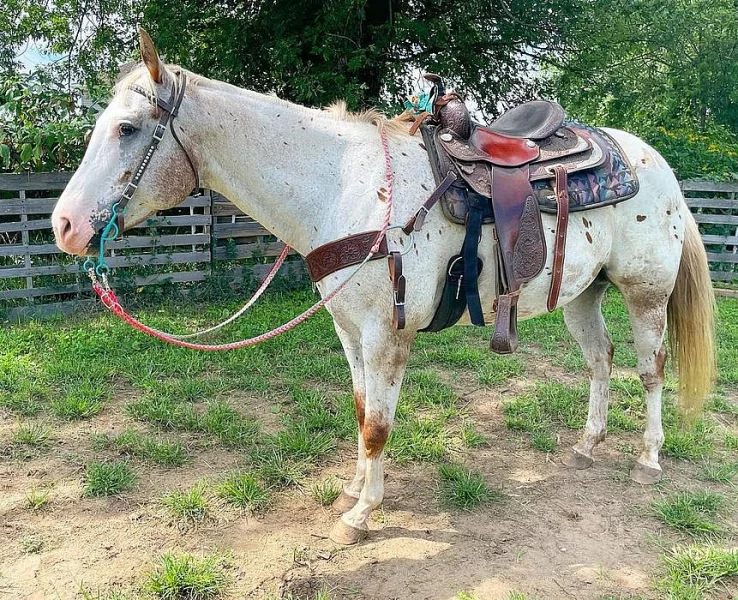 HQ American Quarter Horse