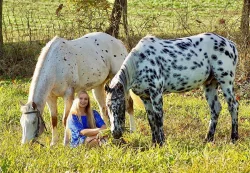 HQ American Quarter Horse