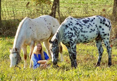 HQ American Quarter Horse