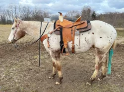 HQ American Quarter Horse