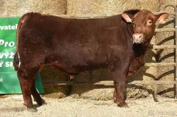 Plemenní býci všech plemen - Limousine, Charolais, Simentál