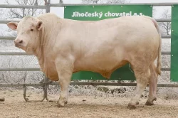 Plemenní býci všech plemen - Limousine, Charolais, Simentál