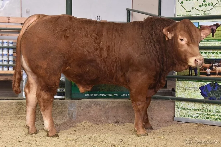 Plemenní býci všech plemen - Limousine, Charolais, Simentál