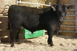 Plemenní býci všech plemen - Limousine, Charolais, Simentál