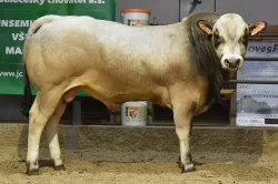 Plemenní býci všech plemen - Limousine, Charolais, Simentál