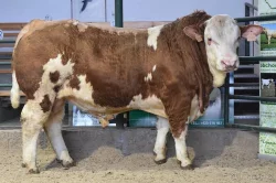 Plemenní býci všech plemen - Limousine, Charolais, Simentál