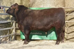 Plemenní býci všech plemen - Limousine, Charolais, Simentál