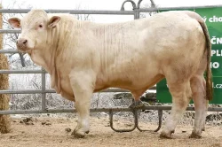 Plemenní býci všech plemen - Limousine, Charolais, Simentál