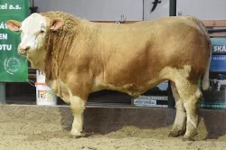 Plemenní býci všech plemen - Limousine, Charolais, Simentál