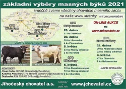 Plemenní býci všech plemen - Limousine, Charolais, Simentál