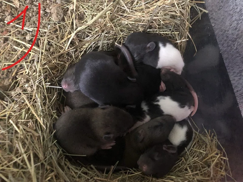 Potkani - mláďátka ke krmení/mazlení