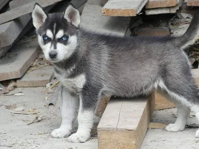 Prodám štěňátka Sibiřský husky