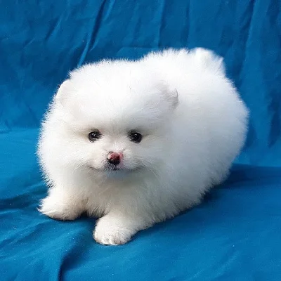 Mini pomeranian chlapeček PP FCI