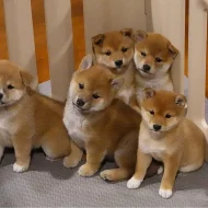 Štěňata shiba-inu na prodej