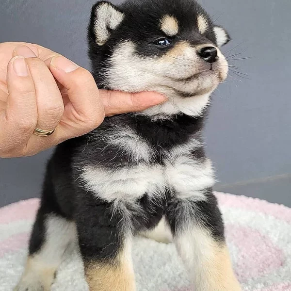 Štěňata shiba-inu na prodej