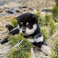 Štěňata shiba-inu na prodej