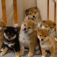 Štěňata shiba-inu na prodej