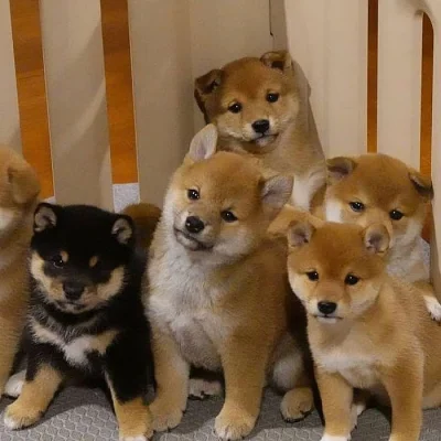 Štěňata shiba-inu na prodej