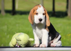 Bígl Beagle štěně