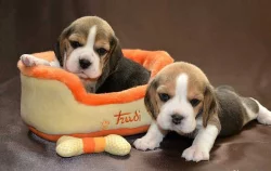 Bígl Beagle štěně