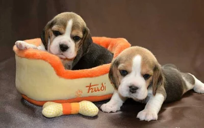 Bígl Beagle štěně