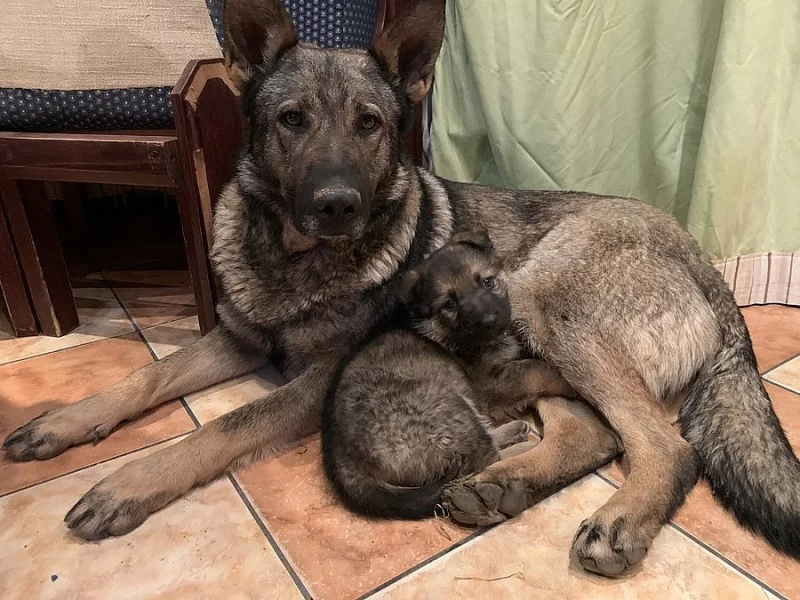 Štěně německého ovčáka - vlkošedá barva - fenka