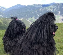 PULI