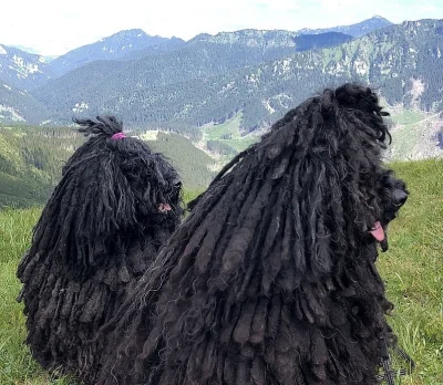 PULI