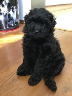 PULI