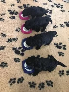 PULI