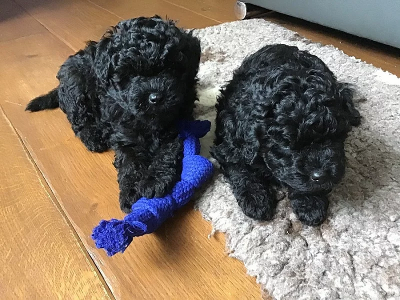 PULI