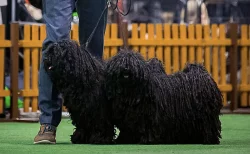 PULI