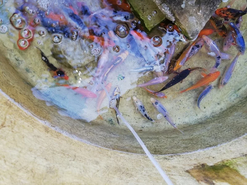 Koi-kapr