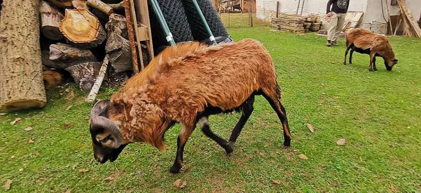 Kamerunský beránek