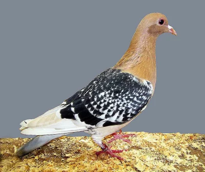 Norimberský skřivan