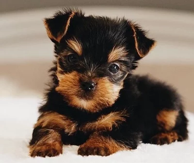 YORKSHIRE TERRIER / jorkšírský / s PP - fenka