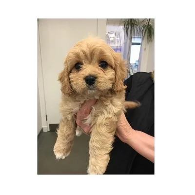 Cavapoo Štěňata registrovaná