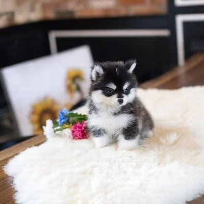 Pomsky štěňata