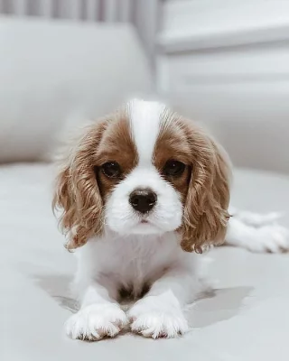 Kavalír King Charles štěňata