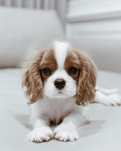 Kavalír King Charles štěňata