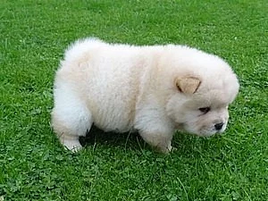 Chow Chow štěňata
