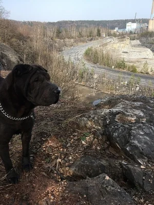 Šarpej