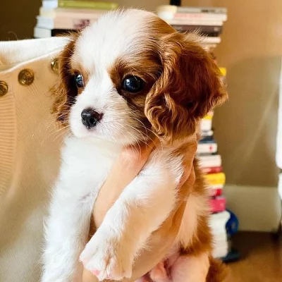 Kavalír King Charles španěl (pejsek) s PP k prodeji